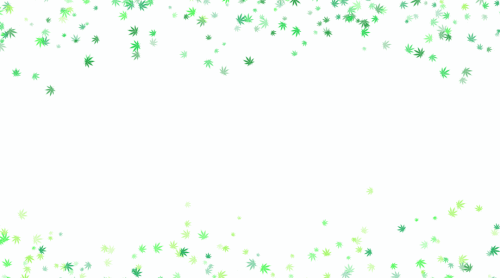 cannabised9016c98f1a1403.gif